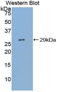 Polyclonal Antibody to Contactin-associated protein-like 4 (CNTNAP4)
