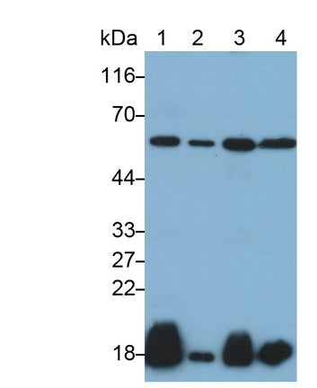 Polyclonal Antibody to Synuclein Alpha (SNCa)