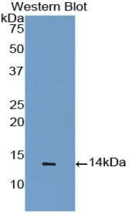 Polyclonal Antibody to Synuclein Alpha (SNCa)