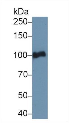 Polyclonal Antibody to Plasminogen (Plg)