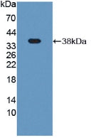 Polyclonal Antibody to Plasminogen (Plg)