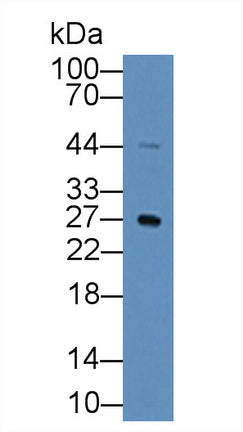 Polyclonal Antibody to Kruppel Like Factor 4, Gut (KLF4)