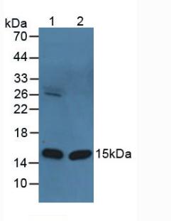 Polyclonal Antibody to Heart-type Fatty Acid Binding Protein (H-FABP)