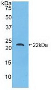 Polyclonal Antibody to Glucagon (GCG)