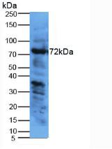 Polyclonal Antibody to Kininogen 1 (KNG1)