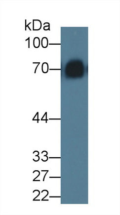 Polyclonal Antibody to Kininogen 1 (KNG1)