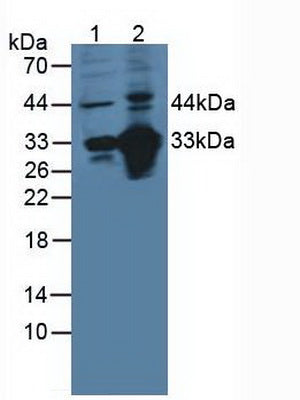 Polyclonal Antibody to Membrane Cofactor Protein (MCP)