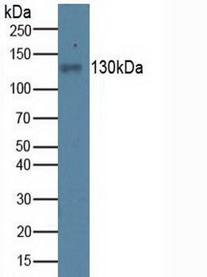 Polyclonal Antibody to Integrin Alpha V (ITGaV)