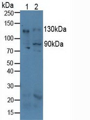 Polyclonal Antibody to Integrin Alpha V (ITGaV)