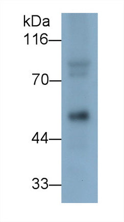 Polyclonal Antibody to V-Myc Myelocytomatosis Viral Oncogene Homolog (MYC)
