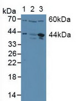 Polyclonal Antibody to V-Jun Sarcoma Virus 17 Oncogene Homolog (JUN)