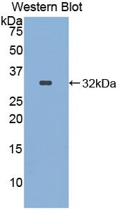 Polyclonal Antibody to Integrin Alpha FG GAP Repeat Containing Protein 1 (ITFG1)