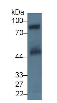 Polyclonal Antibody to Cluster of Differentiation 42d (CD42d)