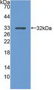 Polyclonal Antibody to Integrin Alpha 1 (ITGa1)