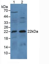 Polyclonal Antibody to Bcl2 Associated X Protein (Bax)