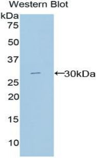 Polyclonal Antibody to Macrophage Expressed Gene 1 Protein (MPG1)