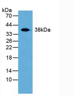 Polyclonal Antibody to Transaldolase (TALDO1)