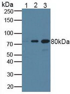 Polyclonal Antibody to Breast Cancer Susceptibility Protein 1 (BRCA1)