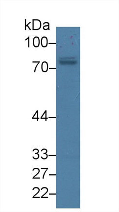 Polyclonal Antibody to Protein Kinase C Zeta (PKCz)