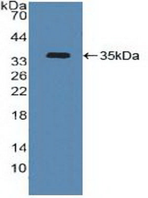Polyclonal Antibody to Activating Transcription Factor 4 (ATF4)