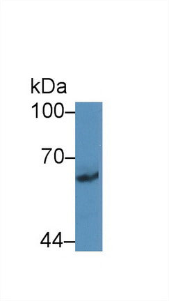 Polyclonal Antibody to Protocadherin Beta 2 (PCDHb2)
