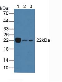 Polyclonal Antibody to Cluster of Differentiation 90 (CD90)