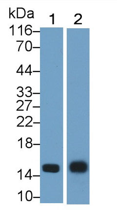 Polyclonal Antibody to Hemoglobin (HB)