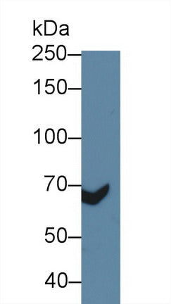 Polyclonal Antibody to Cluster Of Differentiation 97 (CD97)