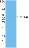 Polyclonal Antibody to Mitogen Activated Protein Kinase 7 (MAPK7)