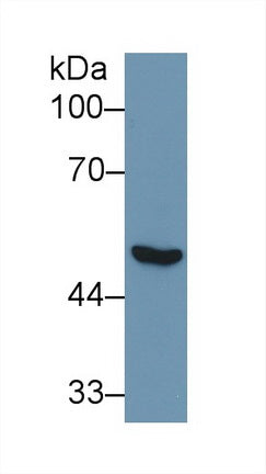 Polyclonal Antibody to Enolase 1 (ENO1)