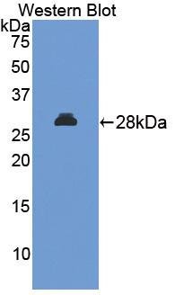 Polyclonal Antibody to MAP Kinase Activated Protein Kinase 2 (MAPKAPK2)