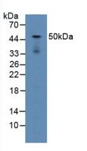 Polyclonal Antibody to Lysosomal Associated Membrane Protein 2 (LAMP2)