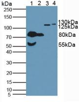 Polyclonal Antibody to N-cadherin (NCAD)