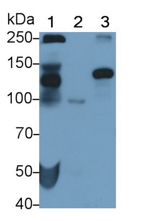 Polyclonal Antibody to N-cadherin (NCAD)