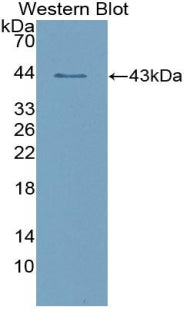 Polyclonal Antibody to Salivary Alpha Amylase (AMY1A)