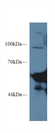 Polyclonal Antibody to Salivary Alpha Amylase (AMY1A)