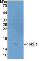 Polyclonal Antibody to Heat Shock 10kDa Protein 1 (HSP10)