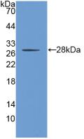 Polyclonal Antibody to Prominin 1 (PROM1)
