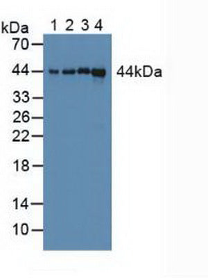 Polyclonal Antibody to Cyclophilin 40 (CYP-40)