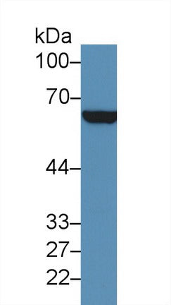 Polyclonal Antibody to Cluster Of Differentiation 36 (CD36)