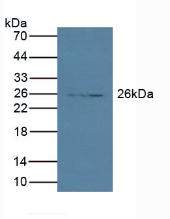 Polyclonal Antibody to Protease, Serine 2 (PRSS2)