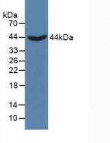Polyclonal Antibody to Cystathionine (CTH)