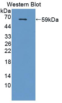 Polyclonal Antibody to Cystathionine (CTH)