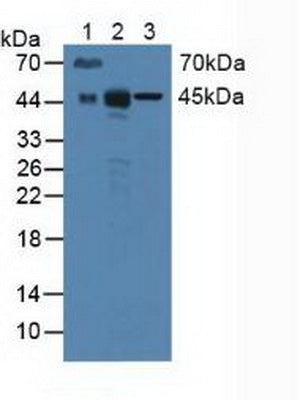 Polyclonal Antibody to Cluster Of Differentiation 147 (CD147)