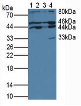 Polyclonal Antibody to Cytohesin 1 (CYTH1)
