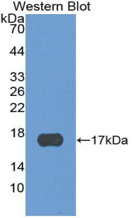 Polyclonal Antibody to B-Lymphocyte Chemoattractant 1 (BLC1)