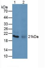 Polyclonal Antibody to Major Basic Protein (MBP)