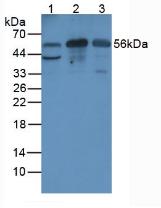 Polyclonal Antibody to Major Basic Protein (MBP)