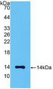 Polyclonal Antibody to Myostatin (MSTN)
