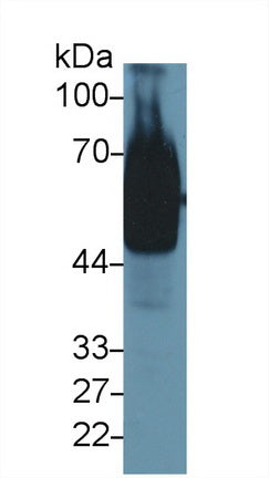 Polyclonal Antibody to Golgi Phosphoprotein 2 (GOLPH2)